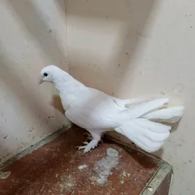 kepderi кепдери голуб