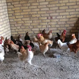 dogup duran towuklar