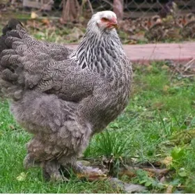 Original Brama Oryolka juyjele