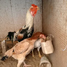 бойцовые куры