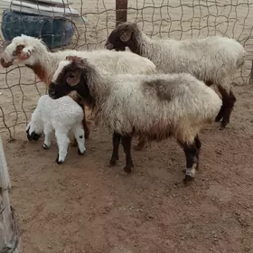 bogaz goýun guzly goýun