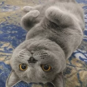 британский пишик