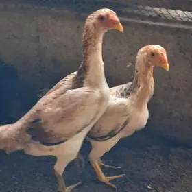 байсов товук