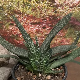 цветы для дома