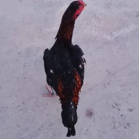 baysow, horaz, maki,ordek