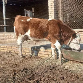 сментал арасса ган