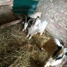 Geci 4si bile satlyk