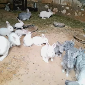 Sagdyn Towşanjyklar (кролик)