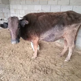 sygyr okiz ikisem ba