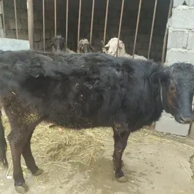 Smmental sagym Gybirit tuwe