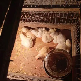 байсовый.  жуже