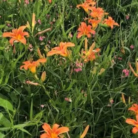 цветы ирисы и лилии садовые