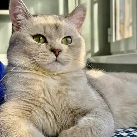 кот для  свидания