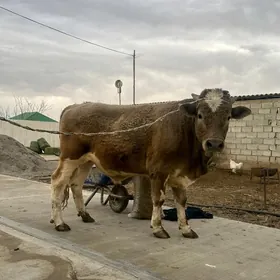 SIMEMTAL GÖKALA  ÖKÜZ