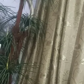 palma agac iskystwennyy