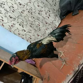 horaz 4 yarm kla gelya