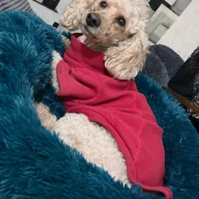 пудель в добрые руки