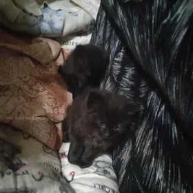 вислоухий котенок