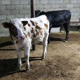 SÌMMENTAL WE ÇORNY GÕLELER