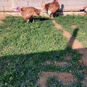 Owgan paroda induk Horaz