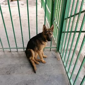 Немецкий авчарки