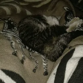 Отдам кошку в добрые руки!!