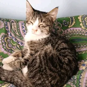 Кошку в добрые руки