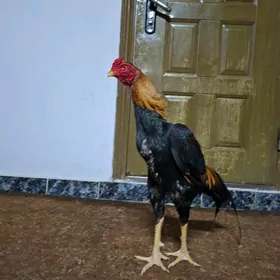 TÙRIK BAYES ORJINAL