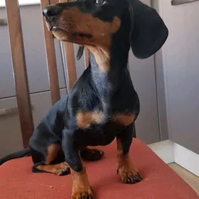 эркек такса герек