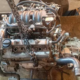 mator, karopga  Maxima