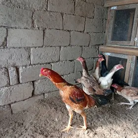 байсовый.  жуже