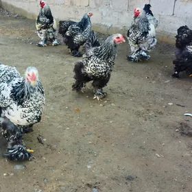 brama ızabella sılver