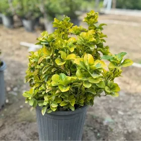 zabornik samsit gül