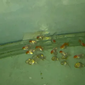 красные шапочки