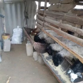 tokly bogoz geçi jemi satlýa