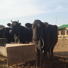 galyşteýin sygyrlar