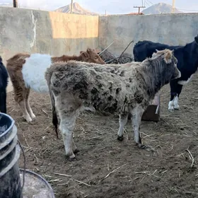 сыгырлар окузлер