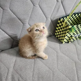 Шотландские котята