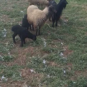 guzyly goyun  geci yeke tar