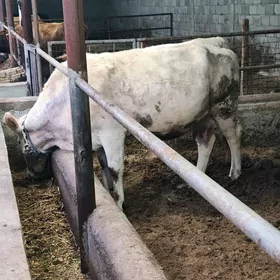 göleli we bogoz sygyrlar