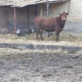 arginal krasnyy stipnoy yetik