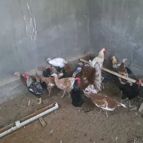 индюк юмуртга