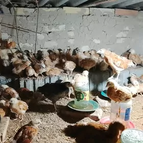 Jüýjeler jüje jüýje