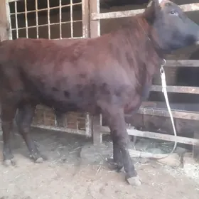 Öküzler 1ýaş 3 aý