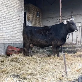 arginal sves yetik bogaz