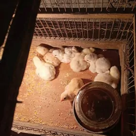 байсовый.   жуже