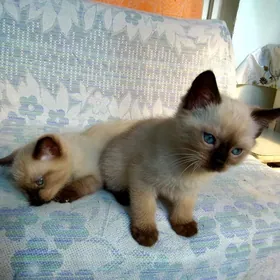 кошки.. котята сиамские