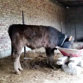 Tohum Öküz Arassa Şiwet