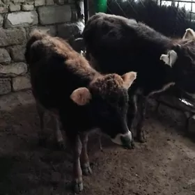 SATLIK OKÜZ 2 SANI TOHIM MAL