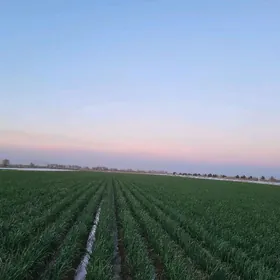 Işgar gerek daÿhan oglan